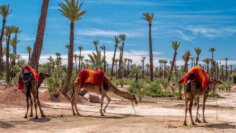 palmeral marrakech